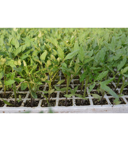Plantón Tomate Liguria (10 Unidades)_1