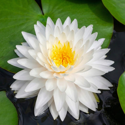 Nymphaea Bambi Nenúfar Estanque - Floración - Resistente - Con Cesta_1