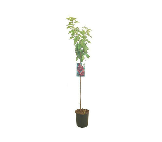Árbol Frutal Cerezo Burlat M22 120-130cm Para Exterior_0