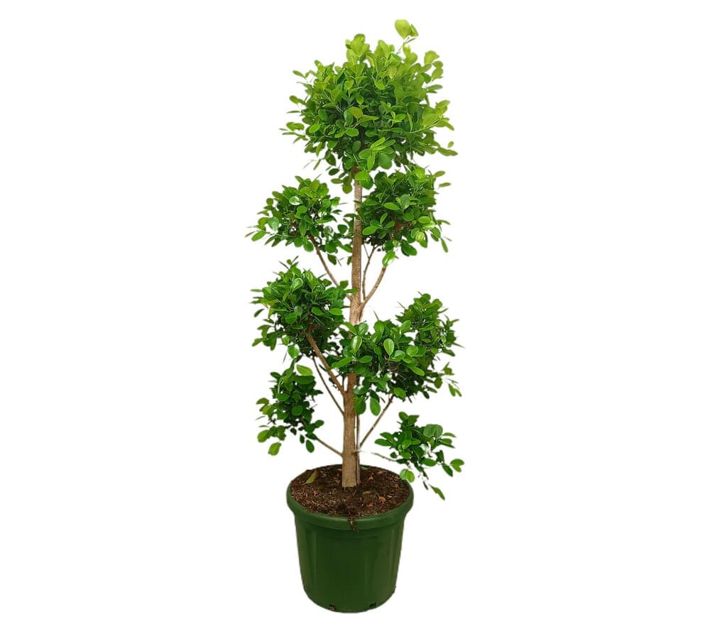 Ficus Microcarpa Moclame M50 200cm_0