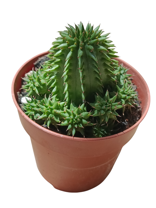 Euphorbia Suzannae Planta Suculenta Natural Ø8_0