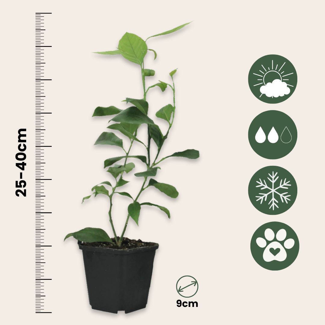 Limonia Aurantifolia - 3 Pzs - Citrus Aurantifolia - Altura 25-40cm - ⌀9cm_2