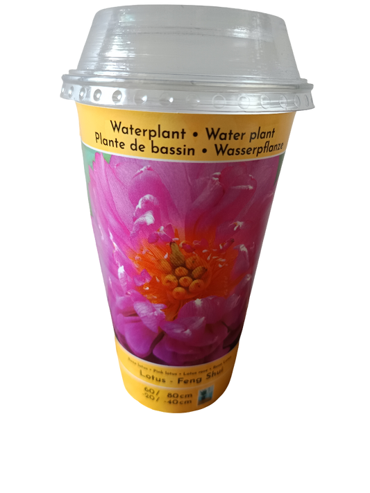 Loto Variedad Feng Shui Planta Acuatica Semilla Para Plantar_0