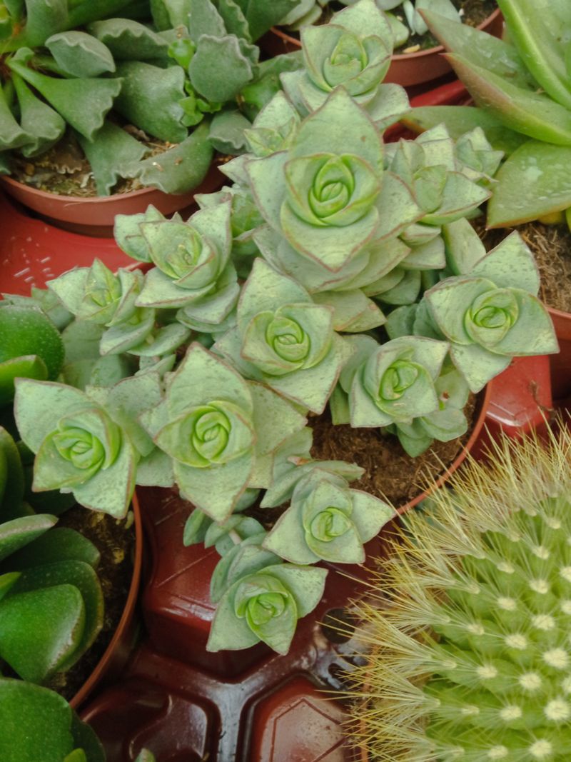 Crassula Perforata Grande Ø13 Planta Suculenta_0