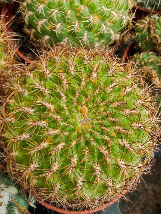 Lobivia Maximiliana Cactus Planta Suculenta_0