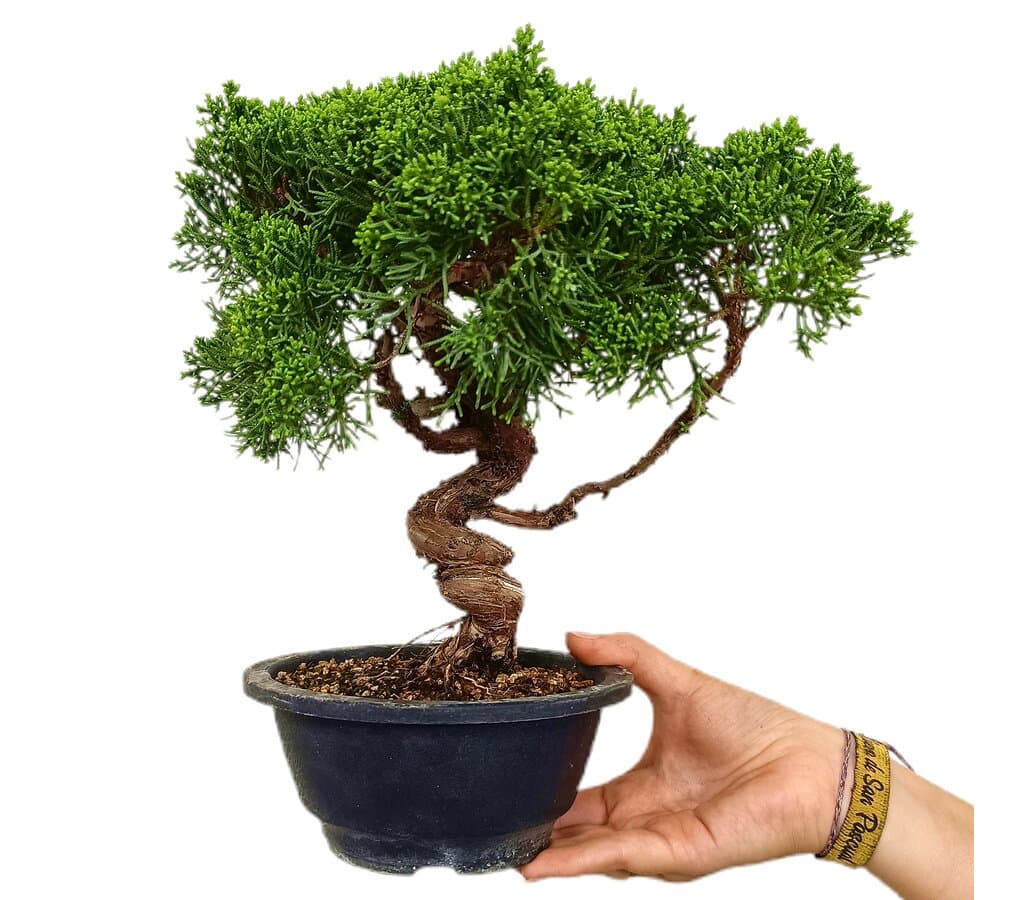 Bonsái Juniperus Chinensis 18 Años (enebro)_0
