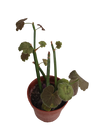 Pelargonium Tetragonum Gerânio Suculento Ø8