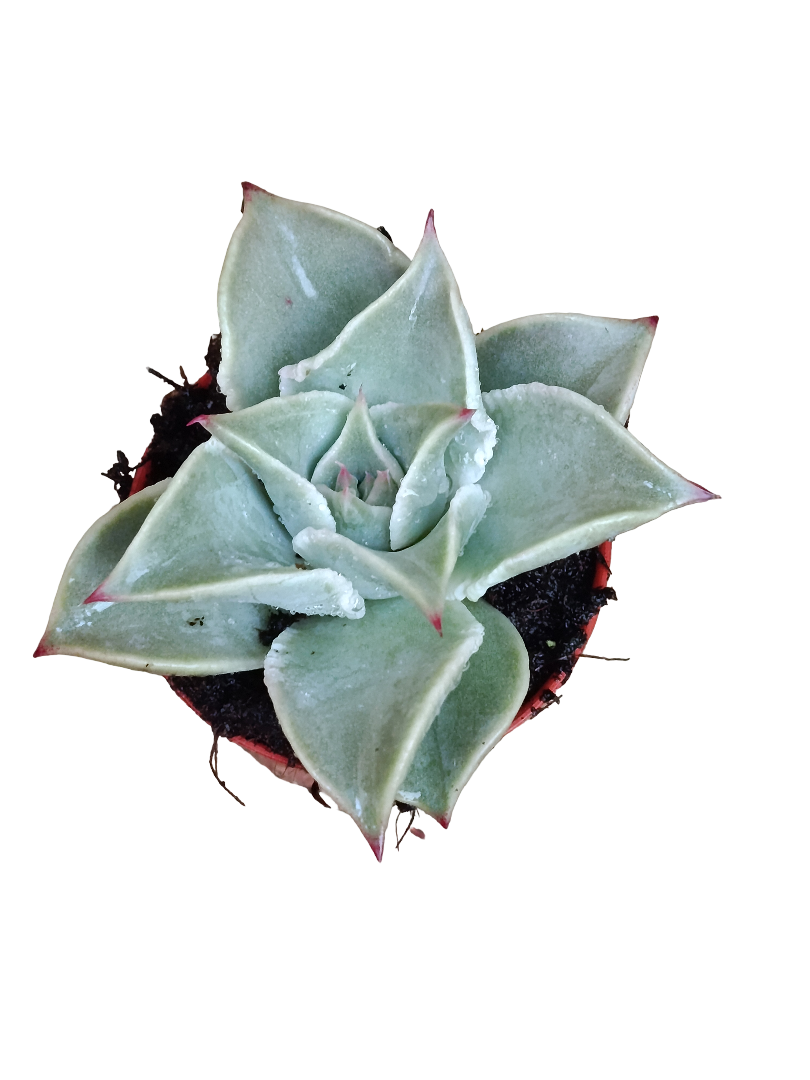Planta Echeveria Madiba Ø5 Cms_0