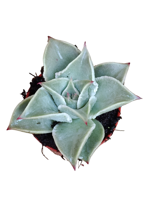 Planta Echeveria Madiba Ø5 Cms_0
