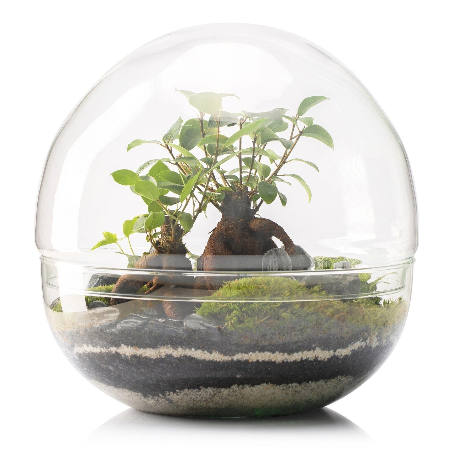 Borneo Terra Ficus Retusa Terrário Ø28 x 28 cm