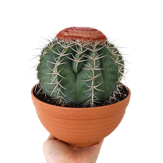 Melocactus Inconcinnus M17_0