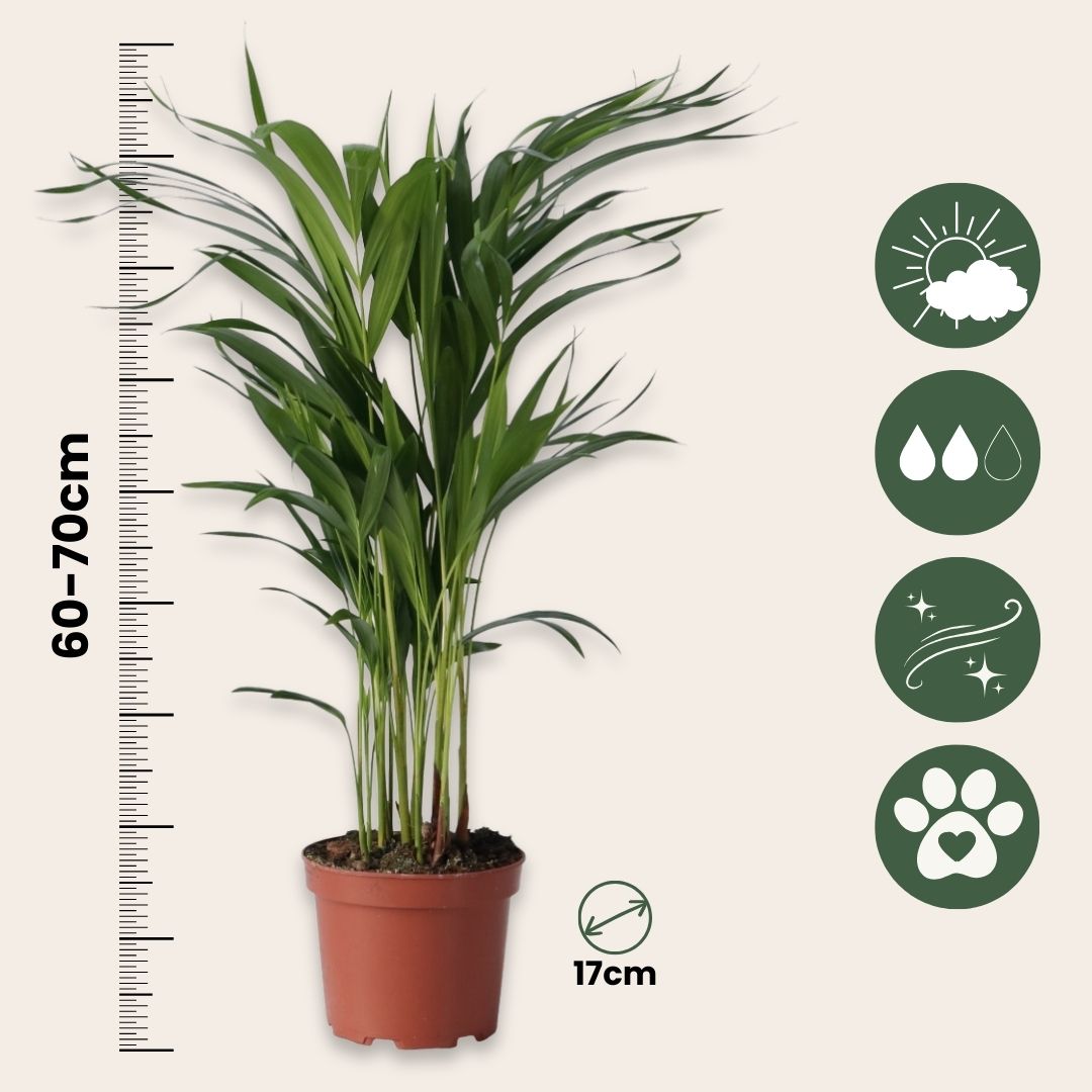 Palma Areca - 4 Pzs - Dypsis Lutescens - Altura 60-70cm - ⌀17cm_2