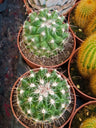 Cacto Coryphantha Cornifera, Planta Ø8