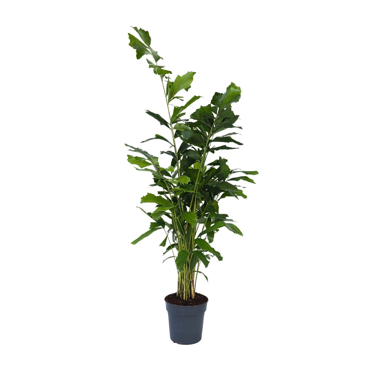 Palma De Cola De Pescado - Caryota Mitis - Altura 120-130cm - ⌀27cm_0