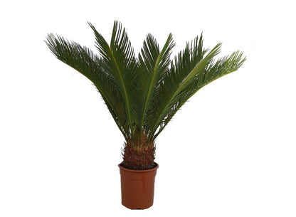 Cyca Revoluta M24 80cm_0