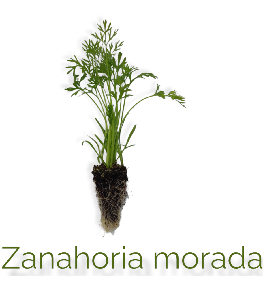 Plantón Zanahoria Morada (10 Unidades)_1