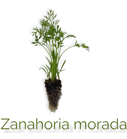 Plantón Zanahoria Morada (10 Unidades)_1