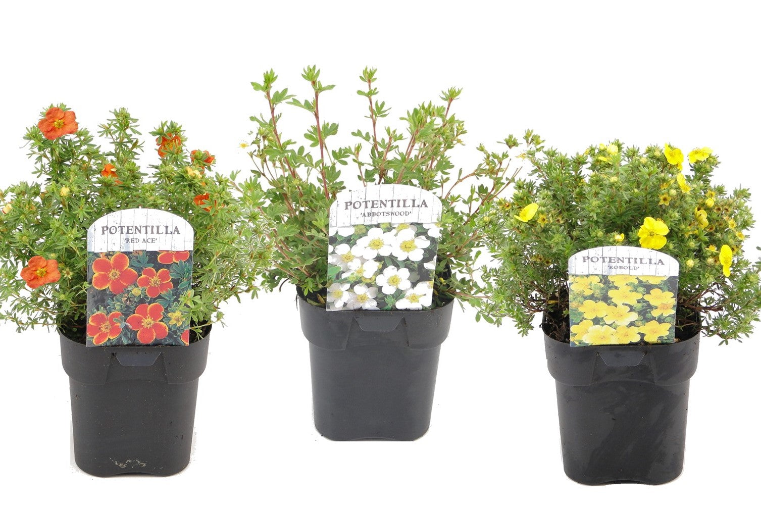 Cincoenrama - 3 Pzs - Potentilla Fruticosa - Altura 20-30cm - ⌀17cm_0