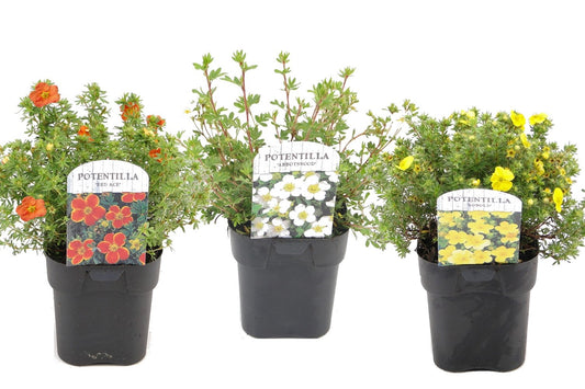 Cincoenrama - 3 Pzs - Potentilla Fruticosa - Altura 20-30cm - ⌀17cm_0