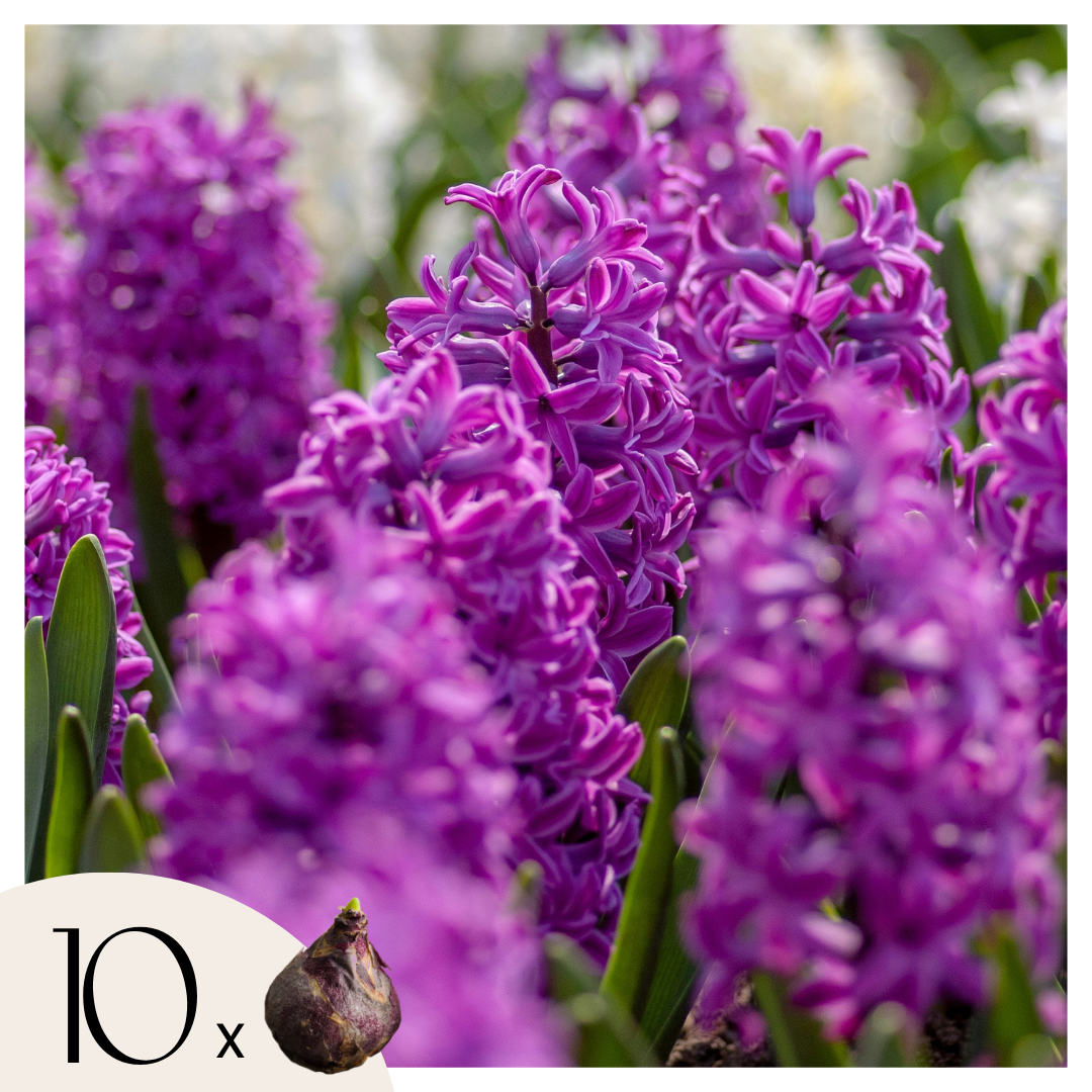 Bulbos De Jacinto - Set De 10 - Hyacinthus 'purple Voice' - Bulbos Florales_0
