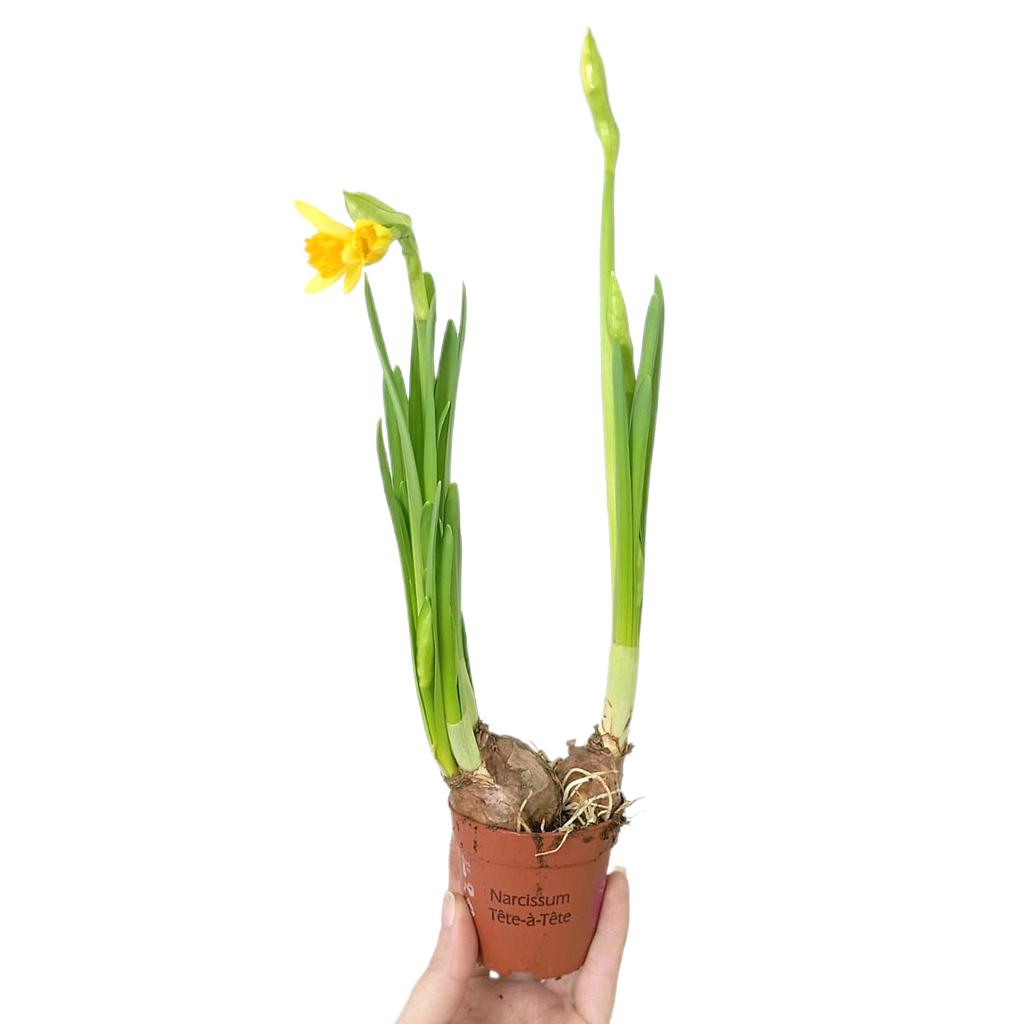 Narciso Tete A Tete M7_0