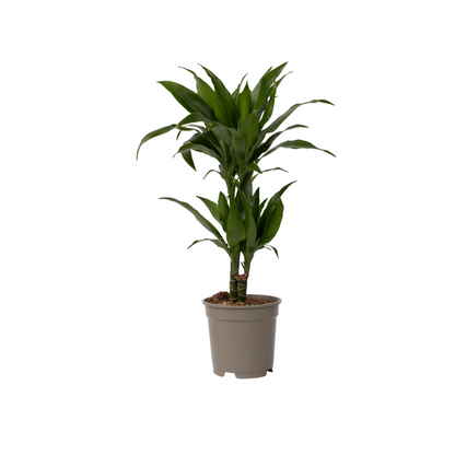 Drácena - Dracaena Deremensis 'janet Craig' - Altura 60-70cm - ⌀17cm_0