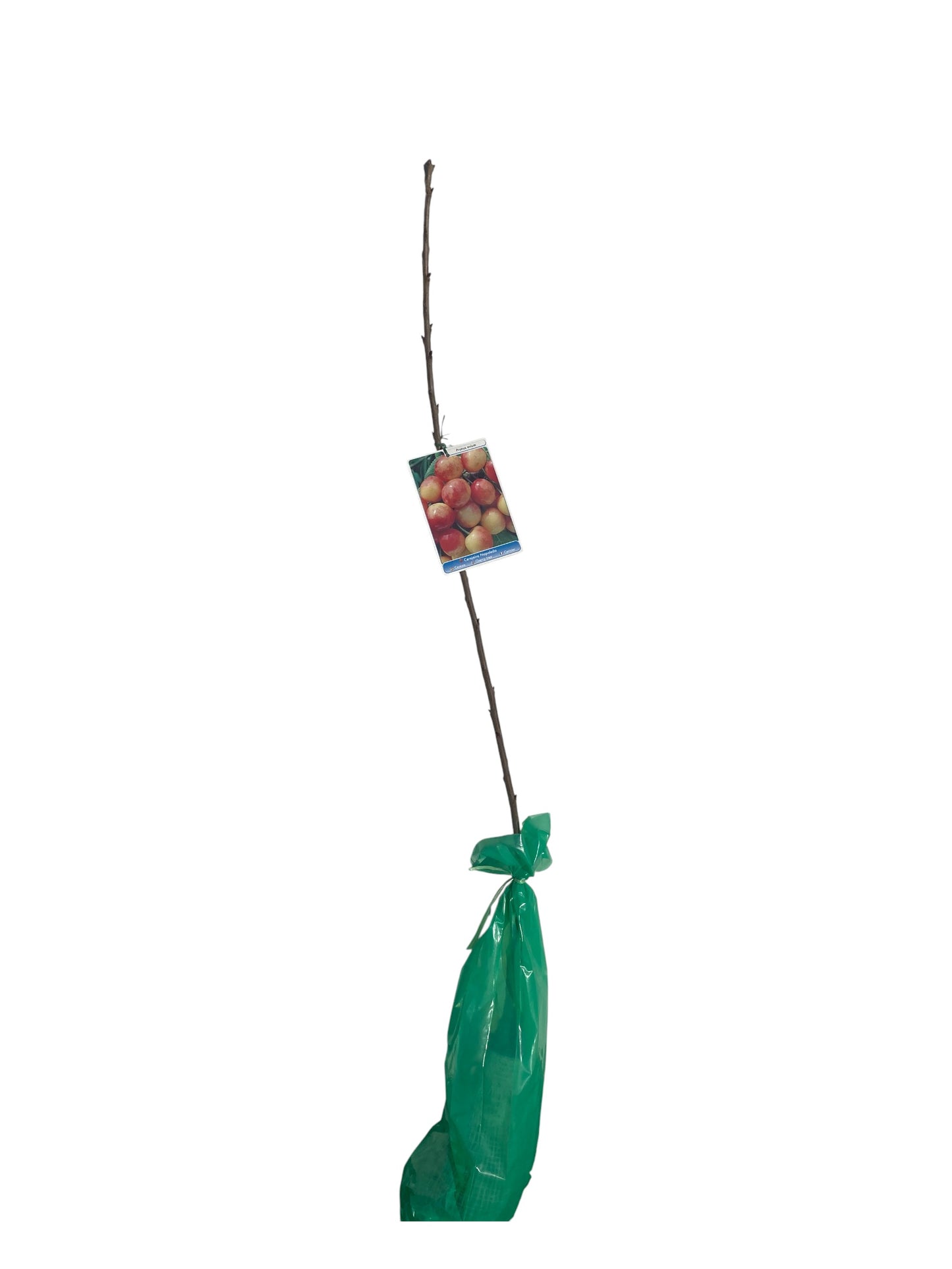 Frutal Cerezo Napoleón Cepellón 140 CM_0
