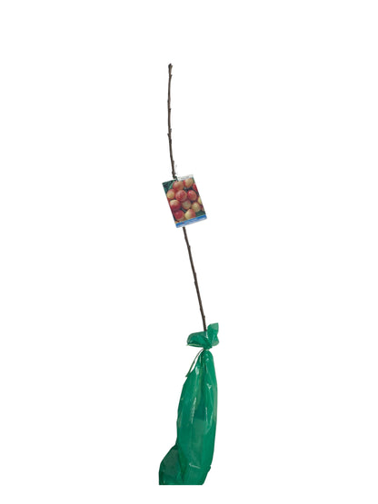 Frutal Cerezo Napoleón Cepellón 140 CM_0