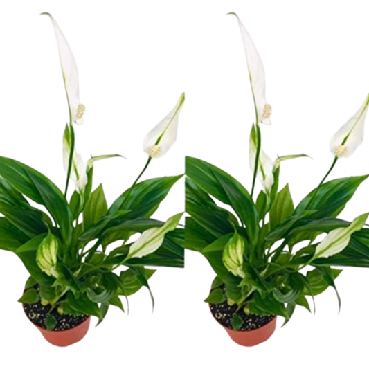 Pack 2 Plantas Spathiphyllum - Planta De Lirio De Paz En Maceta Ø9cm_0