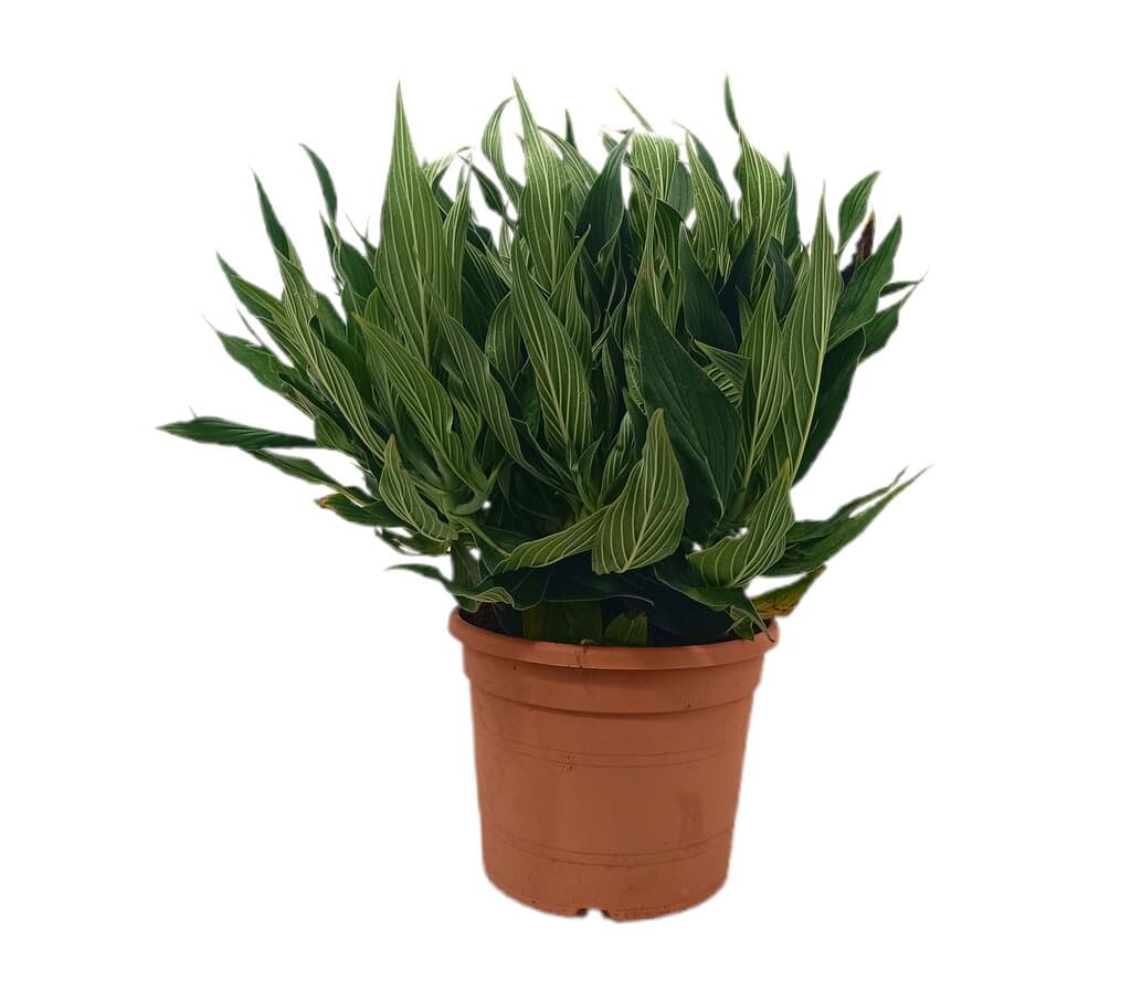 Echium Candicans M30 50cm_0