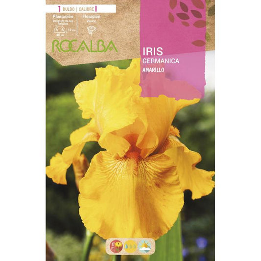 Bulbo Iris Germanica Amarela 1 unidade (I)