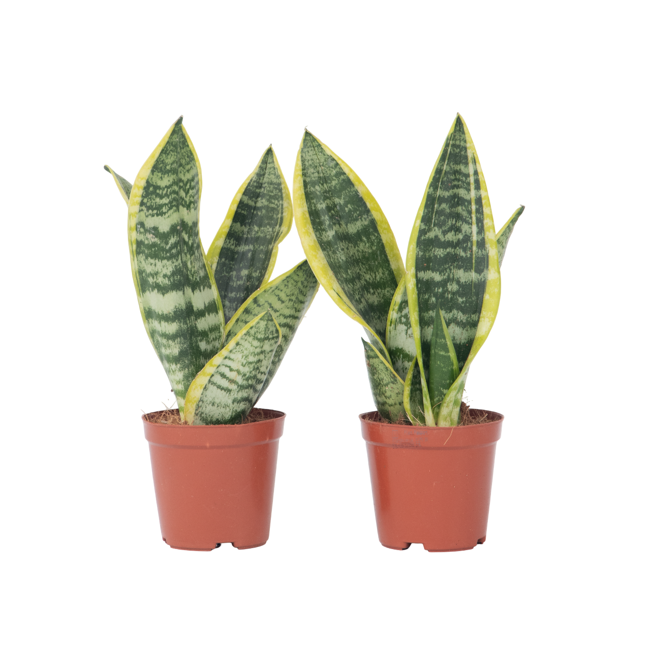 Lengua De Suegra - 2 Pzs - Sansevieria 'futura' - Altura 35-40cm - ⌀12cm_0
