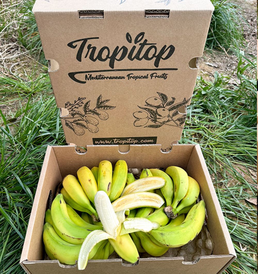 Caja De Plátanos De Canarias Tropitop Caja De 4kg_1