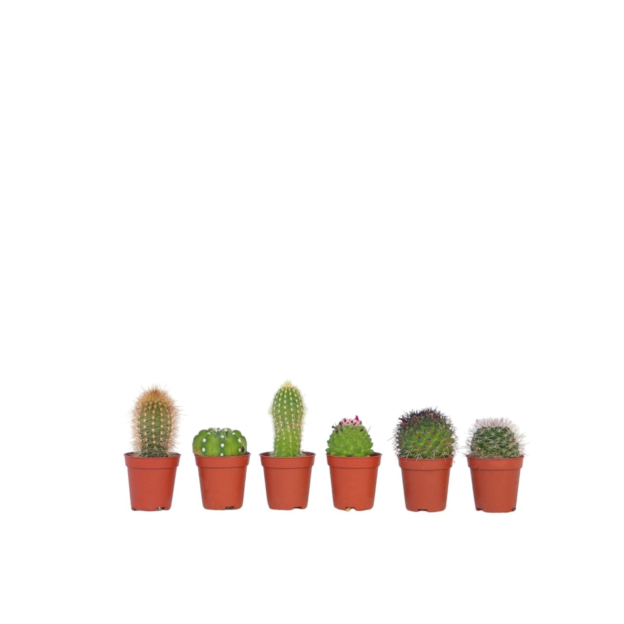 Cactaceae - 6 Pzs - Cactus - Altura 5-10cm - ⌀55cm_0