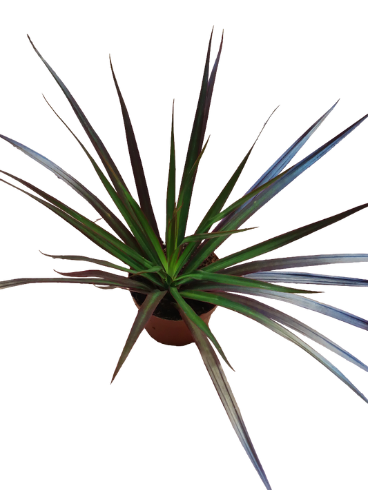 Dracaena Marginata Bicolor Roja Planta De Interior Purificante Ø12_0