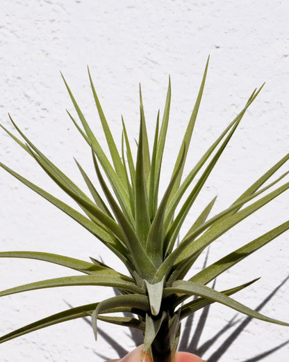 Tillandsia aeranthos; planta del aire, clavel del aire; Curiosarium; altura 15 cm, diámetro 15 cm_2