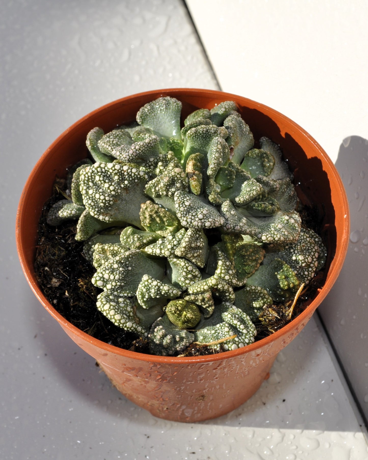 Fenestraria Rhopalophylla Subsp. Rhopalophylla M8.5 (planta Ventana [mediana]); Curiosarium; Maceta 8,5 Cm_3