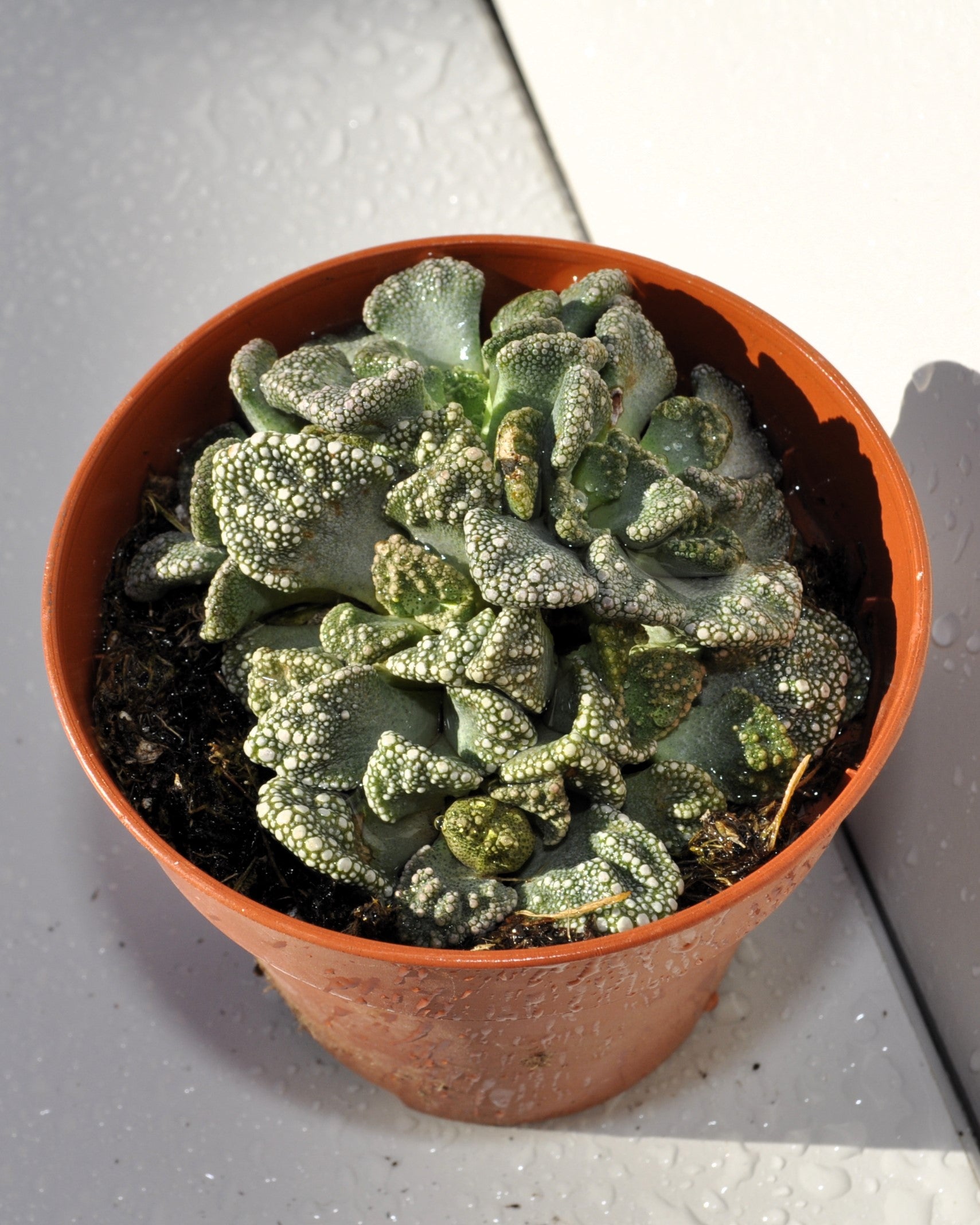 Fenestraria Rhopalophylla Subsp. Rhopalophylla M8.5 (planta Ventana [mediana]); Curiosarium; Maceta 8,5 Cm_3