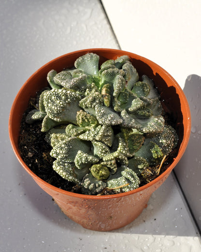Fenestraria Rhopalophylla Subsp. Rhopalophylla M8.5 (planta Ventana [mediana]); Curiosarium; Maceta 8,5 Cm_3
