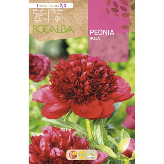 Bolbo de Peónia Vermelha 1 unidade