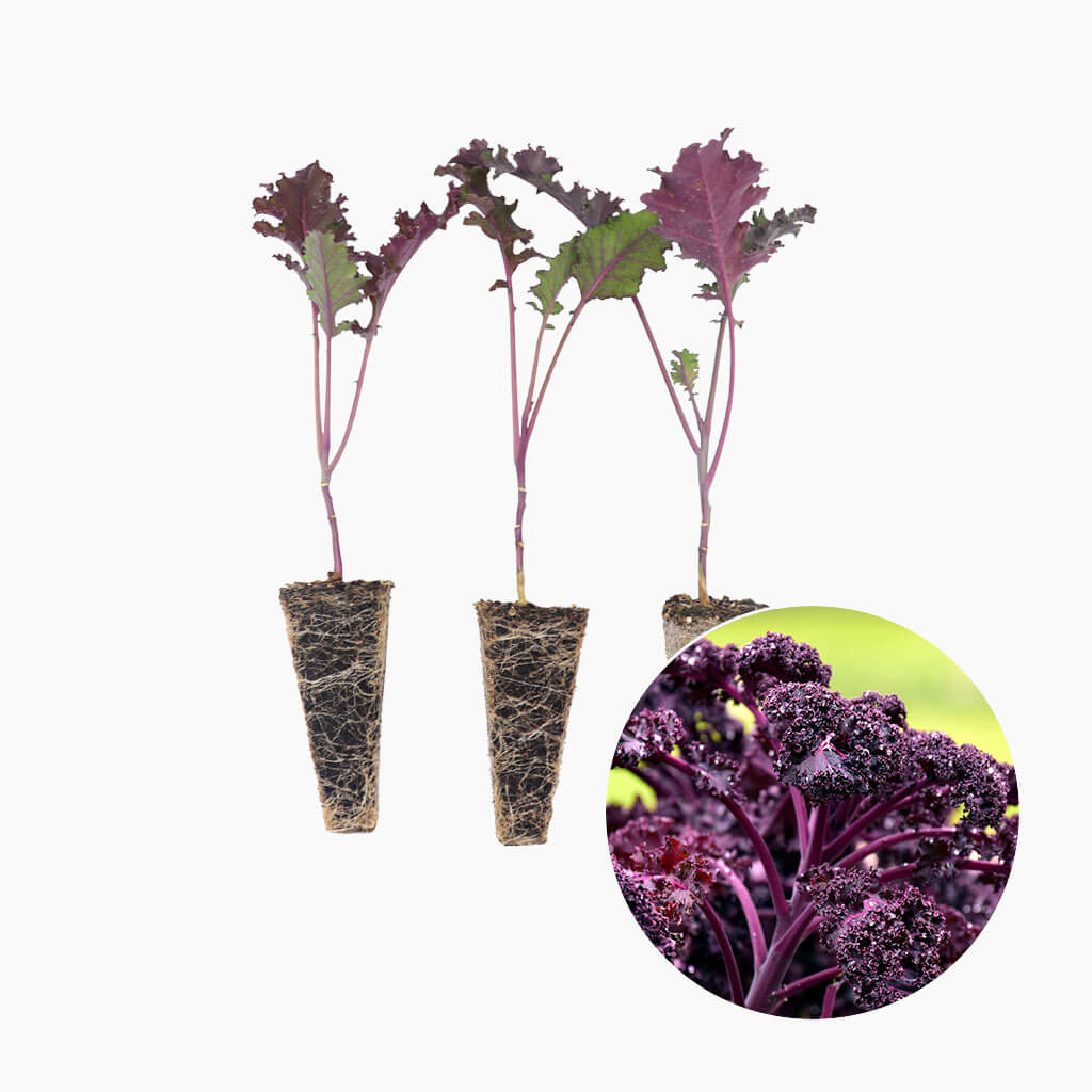 Plantón Col Kale Morada 10 Unidades - PlantaBo_0