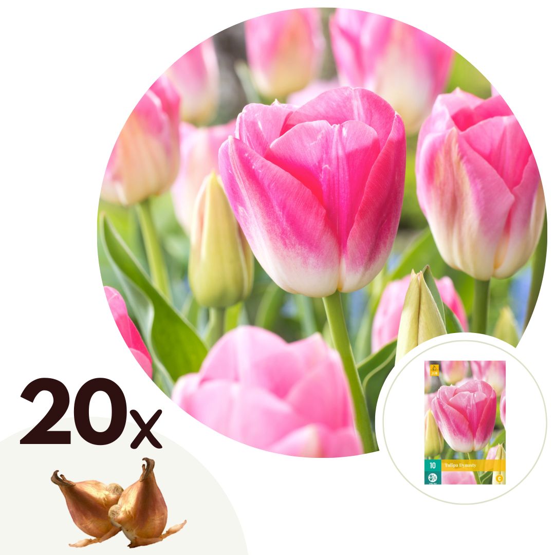 Bulbos De Tulipán - 20 Pzs - Tulipa 'dynasty' - Bulbos De Flores - Rosa_0
