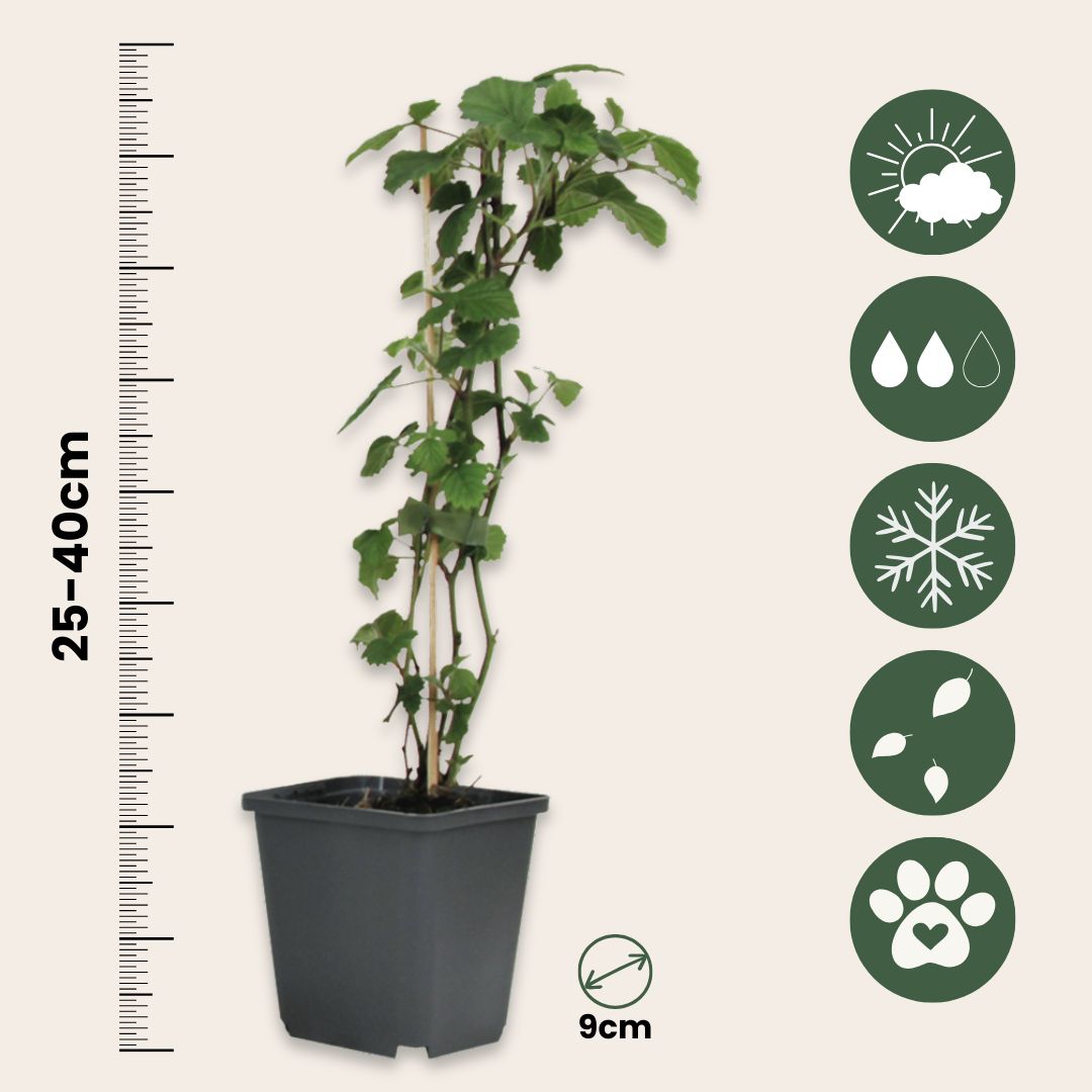 Mezcla De Bayas - 4 Pzs - Rubus Rubrum Uva Fructosus - Altura 25-40cm - ⌀9cm_2
