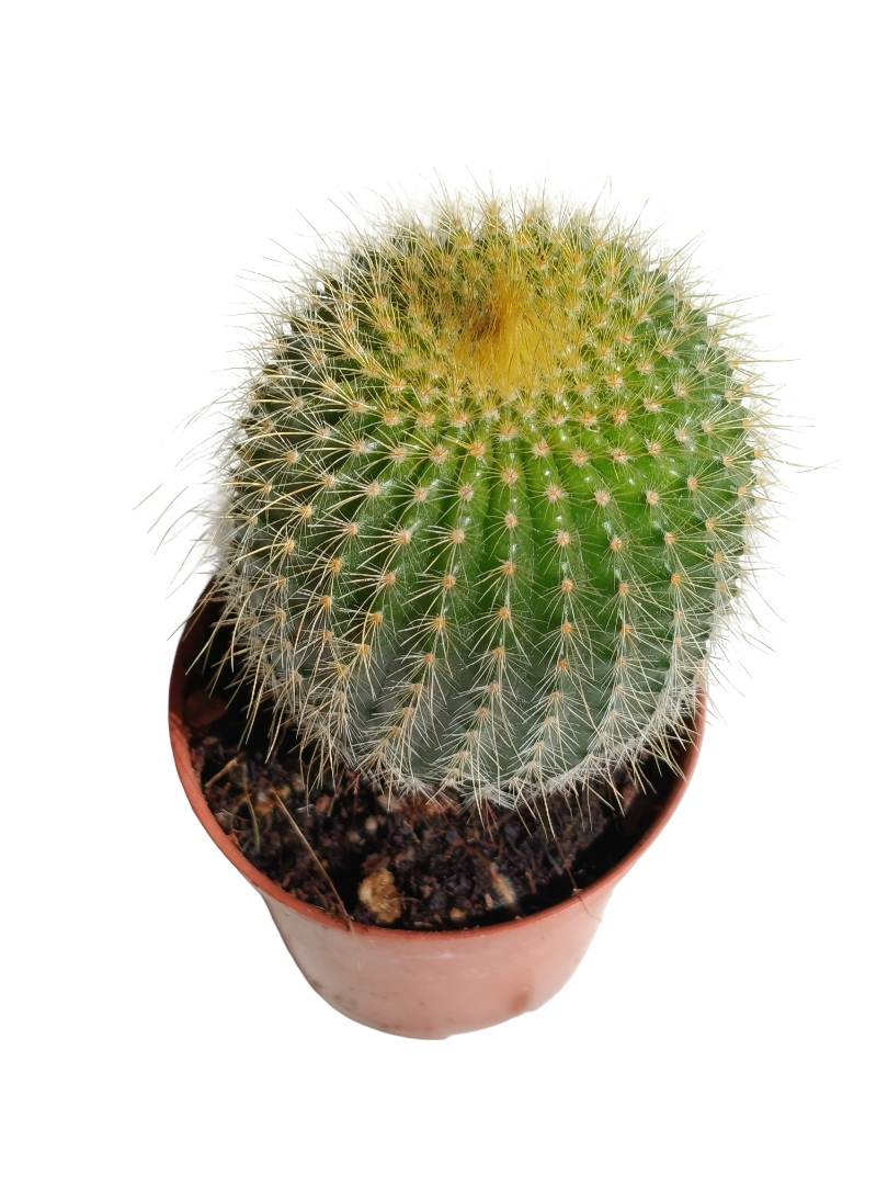 Parodia lenguanisii Cactus Peludo Amarillo Planta Suculenta Ø5cms_0