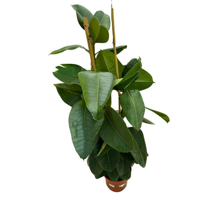Ficus Robusta Abdijan Planta Ideal Para Exterior O Interior_0