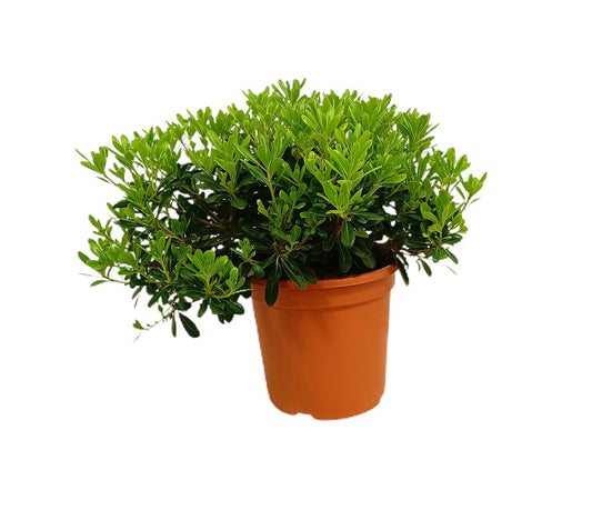 Pittosporum Tobira M25 35cm_0