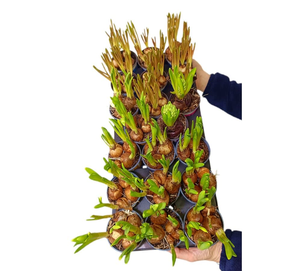 Bulbo Variado M9_0