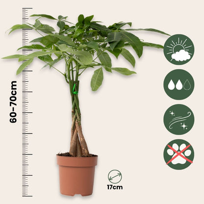 Árbol Del Dinero - Pachira Aquatica - Altura 60-70cm - ⌀17cm_2
