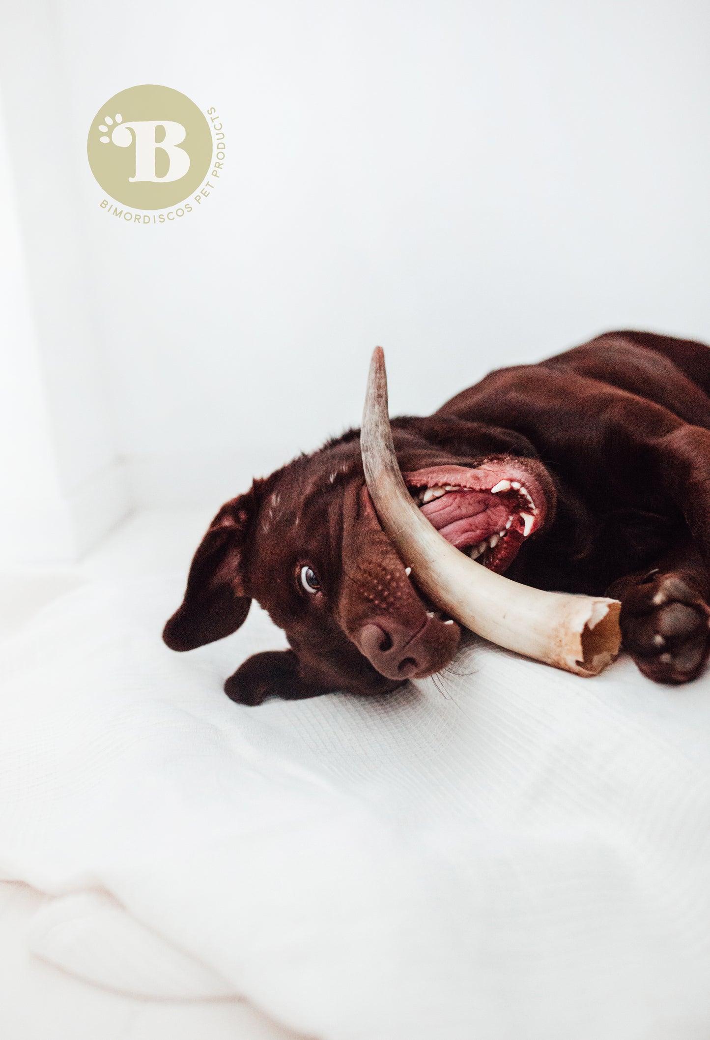 Bimordiscos Cuerno De Vaca / Toro Para Perros.