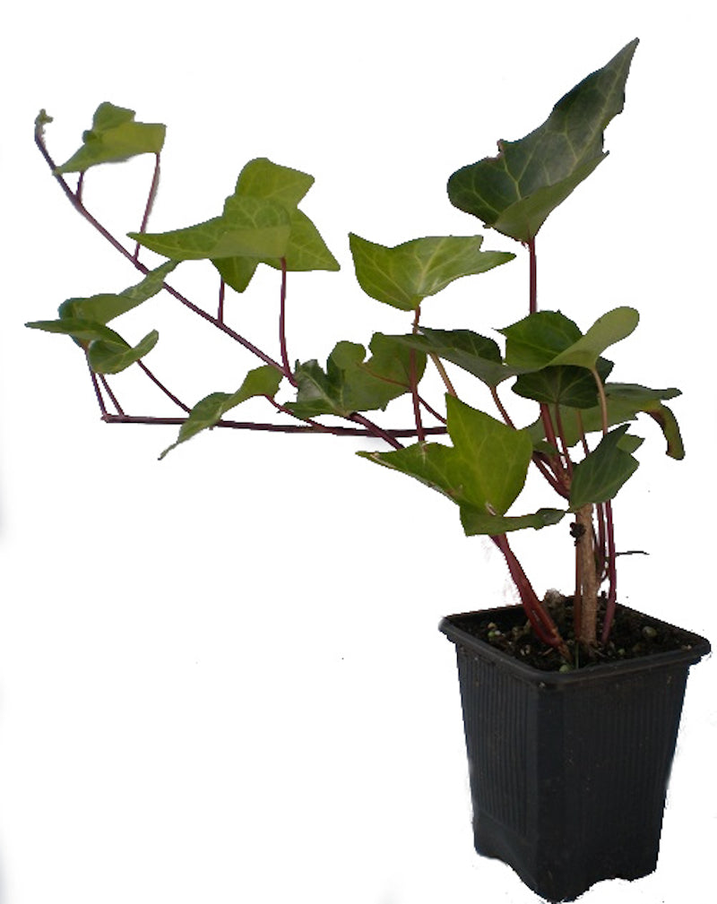 Hiedra (hedera Helix)_0
